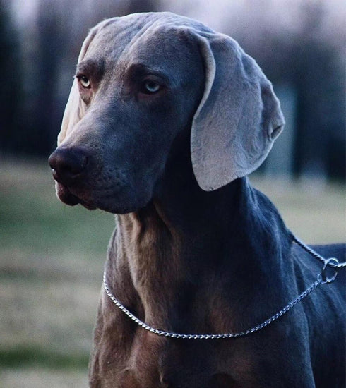 Silver Dog Chain Collar Choke Pet Training Snake Collar with Heavy Links, 26 in, 5 mm...