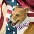 Elegant little tail Independence Day Dog Collar, American Flag Bowtie Dog Collars 4th of July American Pet Gift Adjustable Soft Puppy Collar for L...