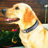 Reflective Dog Collar,Metal Buckle Soft Neoprene Padded Breathable Nylon Pet Collar Adjustable for Small Medium Large Boys Girls Dogs (Grey, Small...
