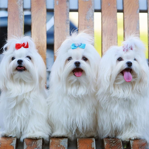 100 Pieces Dog Bows Cute Dog Puppy Hair Bows Multicolor Girl Dog Accessories Small Dog Hair Bows Bowknot Puppy Bows with Strong Rubber Bands and R...