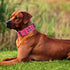 Tactical Dog Collar for Medium Large Dogs,Heavy Duty Metal Buckle Dog Collar,Soft Neoprene Padded Dog Collar,Nylon Wide Dog Collar(X-Large, Pink)...