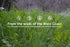 Juniper Ridge Sweetgrass Braid | Aromatherapy | Natural Incense | No Synthetic Fragrance | 6 Inch Braid | Single Count...