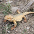 Realistic Lizard Animal Model Toys 2 Pcs Simulated Lizard Reptile Figurine Collection Playset Science Educational Props...