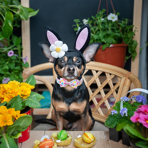 Unique style paws Easter Dog Collar with Bow Colorful Egg Pet Collar Best Gift for Small Medium Large Boys Girls-L...