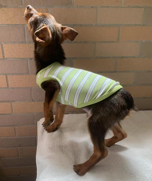 YQYS Dog Shirts Multi-color Striped Cotton Vest for Small Dogs and Cats Puppy Clothes Teacup Dog Clothing Tank Top for Chihuahua Miniature Pinsche...
