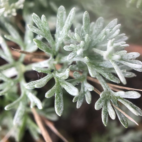 CHUXAY GARDEN Artemisia Frigida Seed 100 Seeds Fringed Sagebrush Herb Plant Attractive Serrated Pointy Leaves Fast Growing & Maintain...