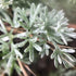 CHUXAY GARDEN Artemisia Frigida Seed 100 Seeds Fringed Sagebrush Herb Plant Attractive Serrated Pointy Leaves Fast Growing & Maintain...
