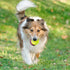 12 Pack Mini Tennis Balls for Pet Playing Fecth, 2 inch Dog Training Tennis Balls for Small Size Dogs, Interactive Dog Playing Balls Fits 2 inch A...