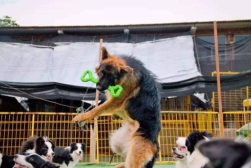 Durable Dog Chew Toys 13 Inch Bone Shape Extra Large Dog Toys with Convex Design Strong Tug Toy for Aggressive Chewers Medium and Large Dogs Tooth...