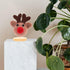 6Pcs Crochet Dolls Display Stand Single Metal Needle Holder Doll Display Holders Stand for Friends Party Decoration...