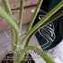 Turtle Shell Bamboo Clamp Set, Reusable Clear Plastic Plant Stem Support Holder, Plant Retaining Support for Outdoor and Indoor Plants, Including ...