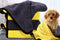 Dog Bath Towel - Super Absorbent Microfiber Dog Towel for Small Dogs and Cats, Yellow & Grey 11.8" x 23.6"...