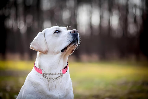 Pink Martingale Collar for Dogs, Reflective Nylon Dog Collar Adjustable Stainless Steel Chain Collar Female No Pull Pet Training Collar for Small ...