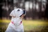 Pink Martingale Collar for Dogs, Reflective Nylon Dog Collar Adjustable Stainless Steel Chain Collar Female No Pull Pet Training Collar for Small ...