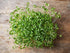 Food to Live Organic Broccoli Sprouts Powder, 4 Ounces — Grown from Non-GMO Seeds, Kosher, Non-Irradiated, Pure, Vegan Superfood, Bulk, Rich in Su...