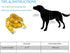 COVGOPI Slip Lead Dog Leash, 6 pcs Short Pet Leashes Slip Leads for Dogs Cats Grooming Shelter Rescues Walking Training,etc., 6 FT Strong Pulling ...