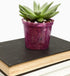 rePotme 4 inch Orchid Pot 3 Pack - Slotted Orchid Pots with Holes for Repotting (Crystal Clear)...