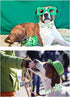 St. Patrick's Day Dog Collar with Flower, Cotton Flower Collar for Extra Large Girl Boy Dog, Durable Metal Buckle Pet Collar with Lucky Shamrock, ...