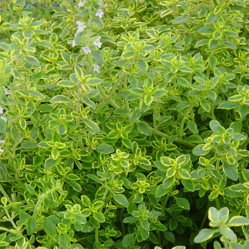 QAUZUY GARDEN 1000 Seeds Lemon Thyme Thymus Citriodorus Herb Flower Seeds Non-GMO Seeds Fast Growing & Maintain...