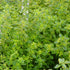 QAUZUY GARDEN 1000 Seeds Lemon Thyme Thymus Citriodorus Herb Flower Seeds Non-GMO Seeds Fast Growing & Maintain...
