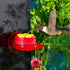 Hummingbird Hand Feeder Set 3 Packs Handheld Hummingbird Feeders Adjustable Wrist Hummingbird Hand Feeders Suction Cup with Perches Hummingbird Ri...