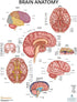 2 PACK Nervous System and Brain Anatomy Poster Set, LAMINATED, Anatomy and Physiology, 17.3 x 22.5 Inches, Body System Diagram, Anatomical Charts ...