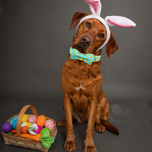 Elegant little tail Easter Day Dog Collar, Dog Collar with Bow Chicken Eggs Print Dog Collar Pet Collar Gift Dog Bowtie Adjustable Dog Collar for ...
