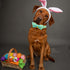 Elegant little tail Easter Day Dog Collar, Dog Collar with Bow Chicken Eggs Print Dog Collar Pet Collar Gift Dog Bowtie Adjustable Dog Collar for ...
