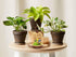 Mini Voice-Activated Birds Birdcage Toys, Chirping & Wings Fluttering Parrot Animals Toy Gifts for Baby Toddler Kids Children (526B)...