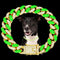 Dog Chain Cuban Collars,Walking Dog Metal Chain Choke Collar with Design Secure Buckle,Pet Cuban Crystal Collar Necklace Accessories for Small Med...