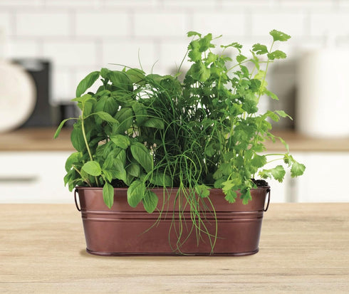 BUZZY Organic Windowsill Grow Kit, Copper Culinary Garden: Basil, Cilantro, and Chives, Best Gardening Gifts, Parties, Unique, Growth Guaranteed, ...