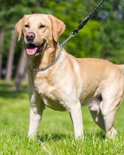 TagME Chain Choke Collar for Dogs, Adjustable Weather Proof Necklace for Medium Dogs, Alloy Steel Pet Training Collar...