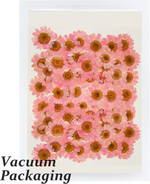 Dried Pressed Flowers, 60PCS Pink Natural Real Daisy, DIY Craft, Scrapbooking, Candle Making...