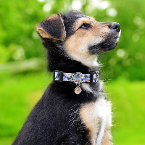 Cotton Dog Collar for Small Medium Large Dogs,Girl Dog Collar with Quick-Release Buckle,Flowers Soft Adjustable Pet Collar (Medium, Blue Daisy)...