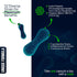 Fresh Flora - Probiotics & Prebiotics For Women and Men, Lactobacillus Lactospore, Howaru, 12 Registered Strain, Strengthens Immunity, Digestive &...
