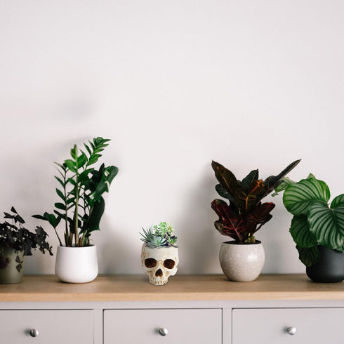 READAEER Skull Bowl Resin Skull Shaped Planter Flower Pot Candy Bowl for Home Office Indoor Desk Decorations - White...