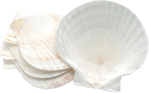 Natural Baking Sea Shells, 5-Inch, Set of 4...