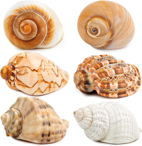 6PCS Large Hermit Crab Shells | Natural Sea Conch Size 3" - 3.5", Opening Size 1.5" - 2.5" | Turbo Seashells for Hermit Crab Supplies and Beach De...