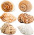 6PCS Large Hermit Crab Shells | Natural Sea Conch Size 3" - 3.5", Opening Size 1.5" - 2.5" | Turbo Seashells for Hermit Crab Supplies and Beach De...