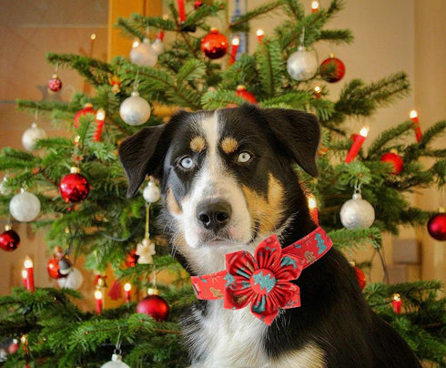 Elegant little tail Christmas Dog Collar, Female or Male Dog Collar Flower, Pet Collar Adjustable Dog Collars with Flower for Small Medium Large D...