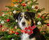 Elegant little tail Christmas Dog Collar, Female or Male Dog Collar Flower, Pet Collar Adjustable Dog Collars with Flower for Small Medium Large D...