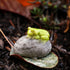 Top Collection Miniature Fairy Garden and Terrarium Statue, Sleeping Cute Frog on Stone...