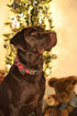 Lionheart glory Christmas Plaid Dog Collar Adjustable Soft Dog Collar with Bowtie, Pet Gift Dog Collars Bow for Small Medium Large Dogs...