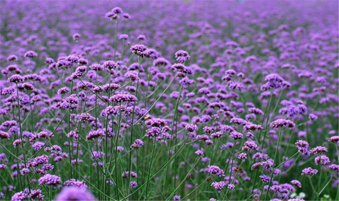 Verbena Herb Seed 5000 Seeds Verbena Officinalis Herba Verbenae Seed 2g...