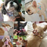 Beirui Cute Girl Dog Collars for Small Medium Large Dogs, Multiple Floral Patterns Female Pet Dog Collars with Flower for Wedding Holiday(M:Neck 1...