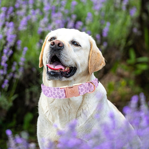 Elegant little tail Dog Collar, Valentine's Day Dog Collar Pet Collar, Purple Heart Dog Collar Cute Girl or Boy Dog Collar Puppy Pet Gift Adjustab...