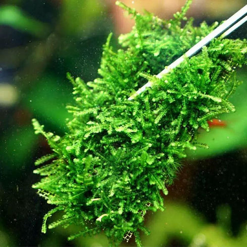 24 Pieces 3.1X3.1in (8X8cm) Aquarium Moss Mesh, 304 Stainless Steel Aquatic Moss Wall, Easy to Cut, for Fixing and Propagating Aquatic Mosses, DIY...