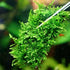 24 Pieces 3.1X3.1in (8X8cm) Aquarium Moss Mesh, 304 Stainless Steel Aquatic Moss Wall, Easy to Cut, for Fixing and Propagating Aquatic Mosses, DIY...