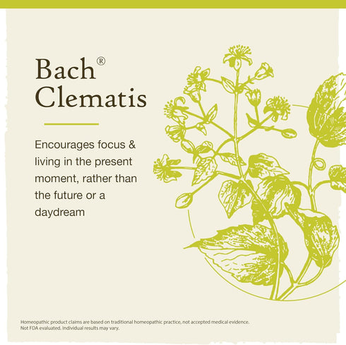 Bach Original Flower Remedies, Clematis for Focus and Concentration (Non-Alcohol Formula), Natural Homeopathic Flower Essence, Holistic Wellness a...
