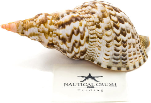 Conch Shell Decor - Seashell Decor - 8-9" Large Triton Sea Shell - Shells for Decoration - Large Seashells for Crafts - Magic Conch Shell Room Déc...